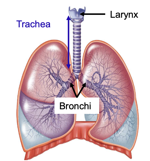 <p>c-shapes cartilage rings (tracheal rings) </p>