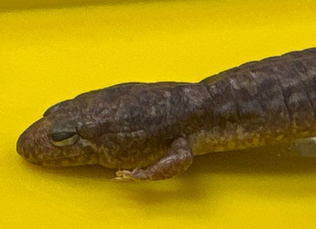 <p>Family: Plethodontidae</p><ul><li><p><span style="background-color: transparent;"><span>Northern</span></span></p></li><li><p><span style="background-color: transparent;"><span>Red, gray, brown, black</span></span></p></li><li><p><span style="background-color: transparent;"><span>Moderately keeled tail</span></span></p></li><li><p><span style="background-color: transparent;"><span>Abundant in streams, seeps, springs</span></span></p></li><li><p><span style="background-color: transparent;"><span>Eggs laid in or near water short larval stage </span></span></p></li><li><p><span style="background-color: transparent;"><span>White diagonal line from eye</span></span></p></li><li><p><span style="background-color: transparent;"><span>Most common</span></span></p></li></ul><p></p>