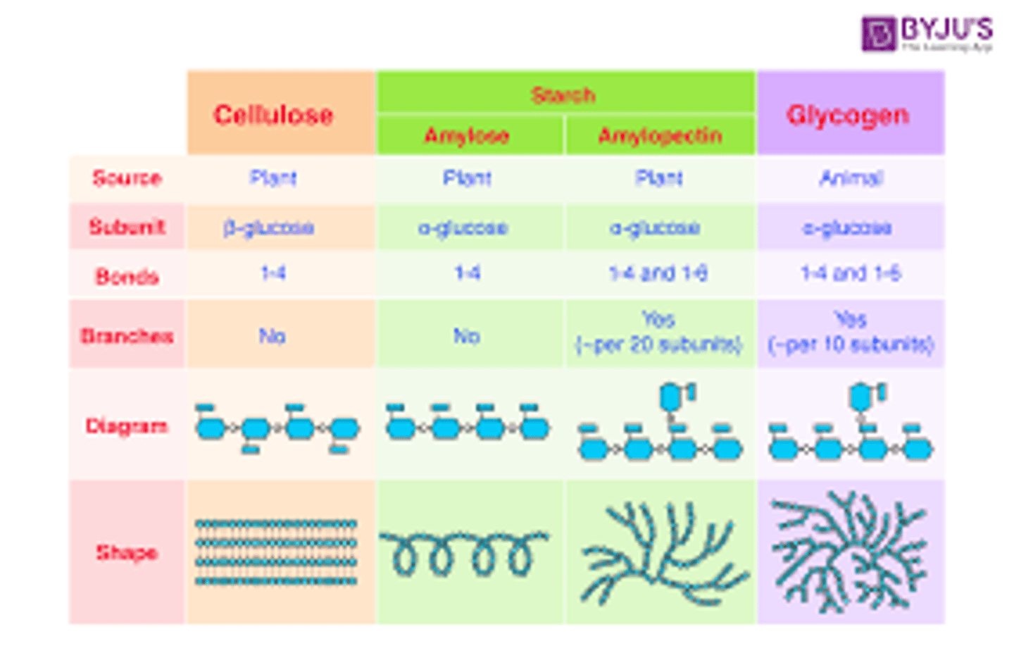 <p>starch: alpha, 1 to 4 glycosidic bonds in amylose and 1 to 4 or 1 to 6 in amylopectin(branched)</p><p>glycogen: alpha-1,4 glycosidic bonds and 1-6 has both. (branched)</p><p>celluose=beta-1,4 linkage</p><p>The numbers are the placement of the glycosidic bonds.</p>