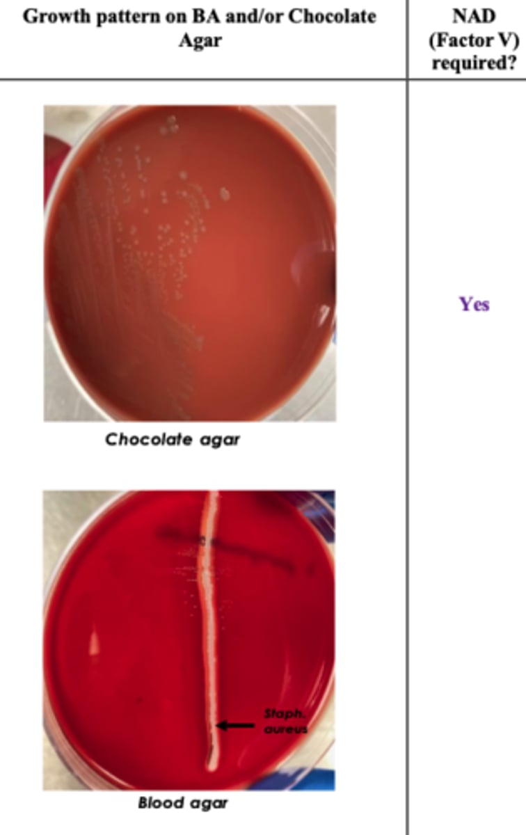 <p>A group of previously healthy growing pigs suddenly develops severe respiratory distress with open-mouth breathing and cyanotic ears, several die within hours, and necropsy reveals dark, firm, caudodorsal pleuropneumonia.</p><p>Describe the pattern on the BA + chocolate</p><p>Presumptive diagnosis ?</p>