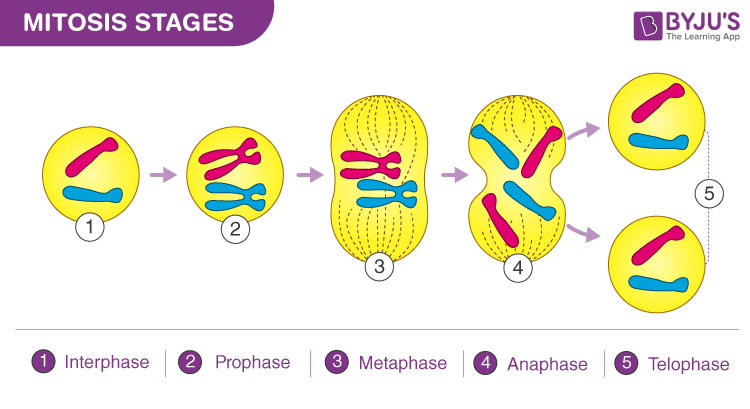 <p><strong>Clonal</strong> reproduction of cells, producing genetically identical daughter cells (ex. healing wounds)</p><p>Involves cell growth, replication of organelles (cytokinesis - division of cytoplasm and all of its contents, such as the mitochondria)</p><p>Separation of sister chromatids</p>