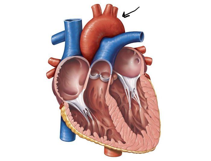 <p>Label and function</p>