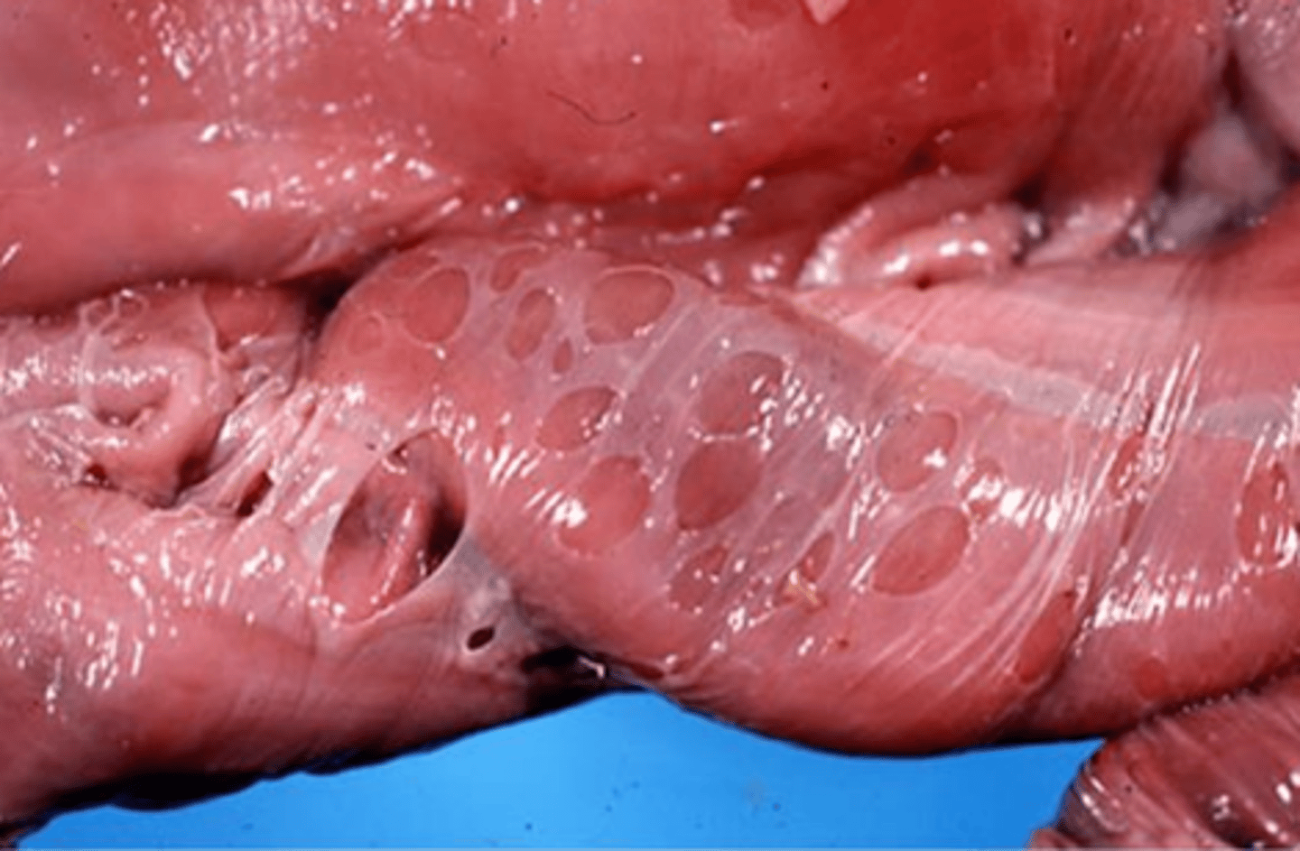 <p>what is depicted in the image?</p>