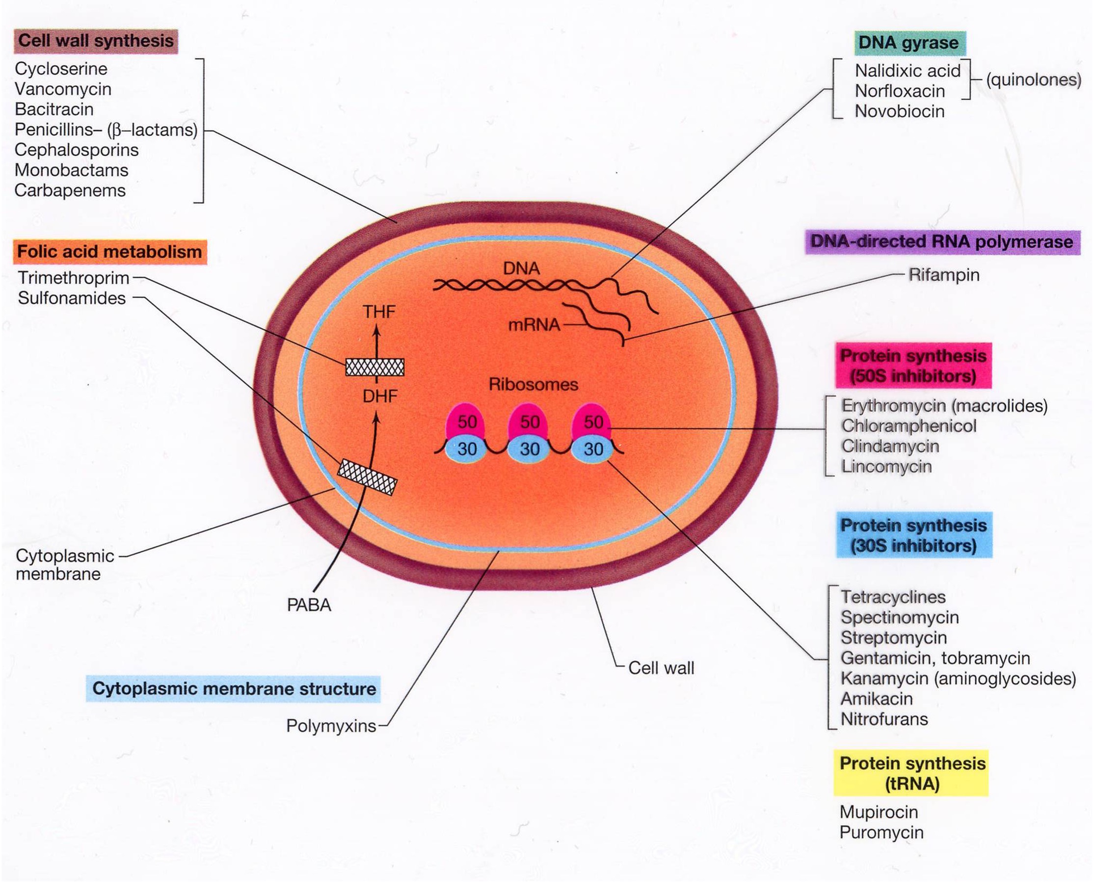 <p><span style="background-color: transparent;"><span>Many bactericidal antibiotics also generate reactive oxygen species (ROS), superoxide (O2•—), hydrogen peroxide (H2O2), &amp; hydroxyl radical (OH•) by affecting metabolism&nbsp;</span></span></p><ul><li><p><span style="background-color: transparent;"><span>ROS damage DNA, proteins, &amp; lipids</span></span></p></li></ul><p></p>