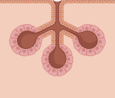 <p>name the type of gland</p>