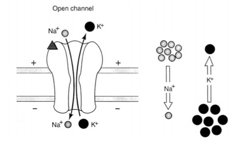 <p>How are certain ions allowed to pass?</p>
