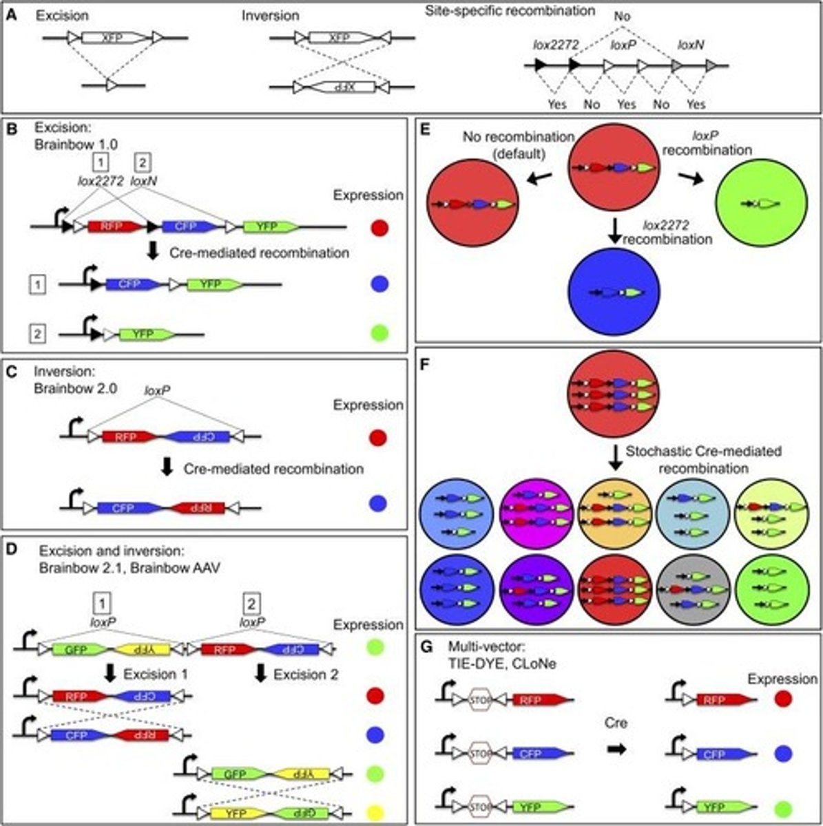 <p>A system used to visualize the diversity of neuronal connections across species.</p>