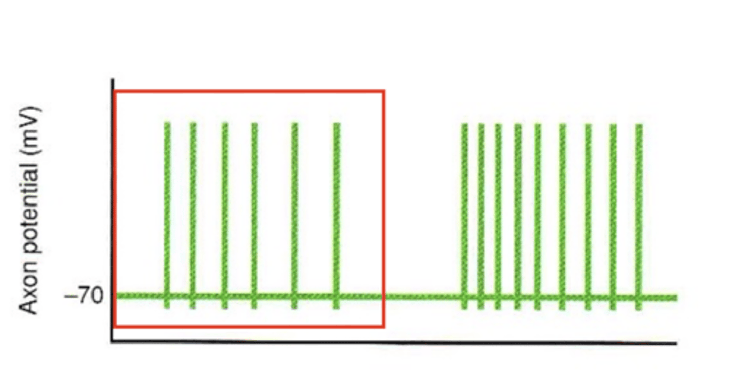 <p>The frequency of action potential firing would decrease</p>
