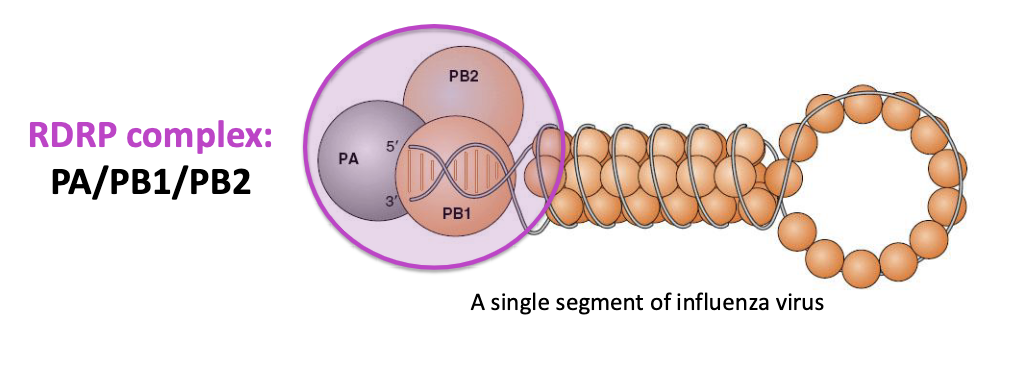 <p>RNA-dependent RNA polymerase (RdRp)</p><ul><li><p>this is targeted by current antivirals</p></li></ul><p></p>