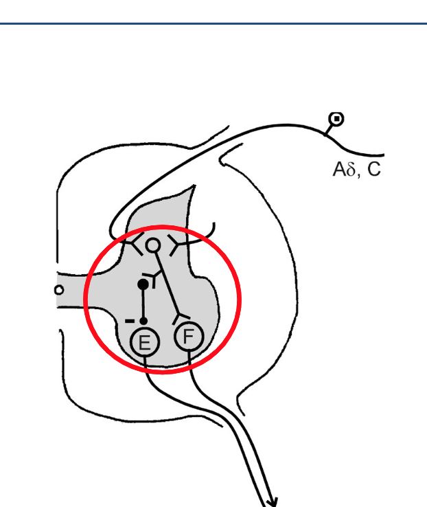 <p>When you want to just activate your biceps, how does reciprocal inhibition come into play?</p>