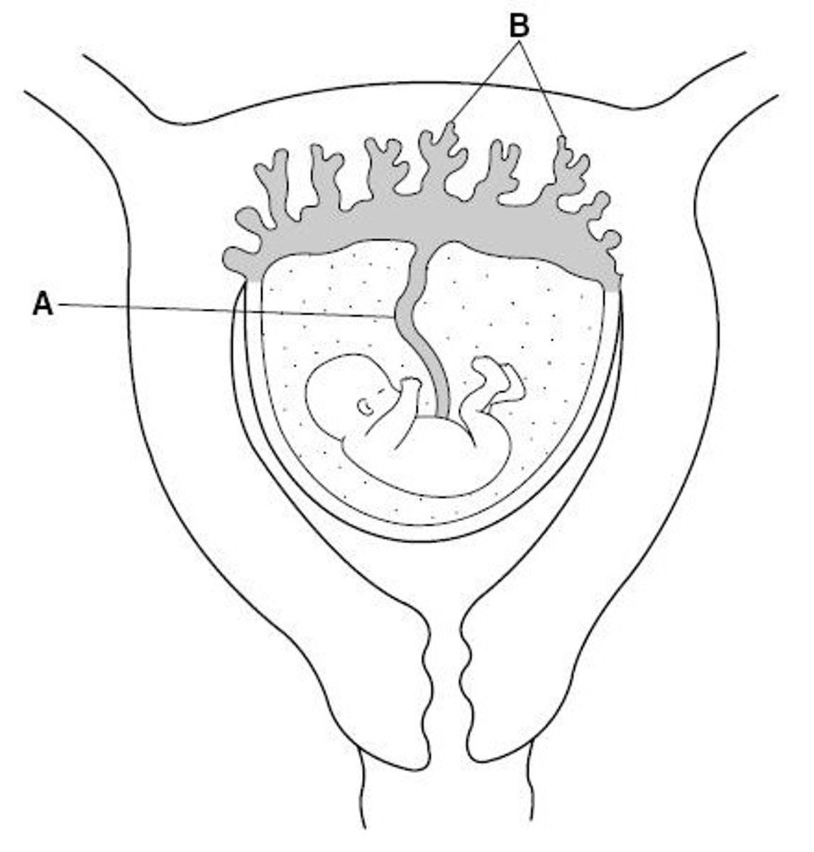 <p>Name structure B</p>