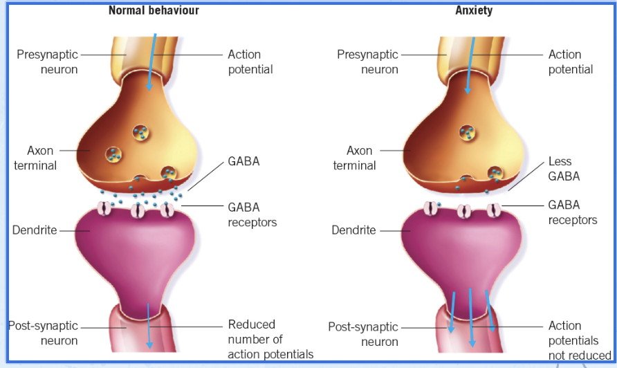<ul><li><p><span><strong><u>GABA dysfunction</u> refers to the insufficient neural transmission or reception of GABA in the body.&nbsp;</strong></span></p><ul><li><p><span><strong>Can be due to a low level of production of GABA</strong></span></p></li><li><p><span><strong>or insufficient transmission of GABA across the synapse</strong></span></p></li><li><p><span><strong>or insufficient reception on the postsynaptic neuron.</strong></span><br><br>Primary inhibitory neurotransmitter</p></li></ul></li></ul><p>reduces likelihood of firing , calming effect, and relaxes. cancels effect of excitatory glutamate.<br><br></p><p>Lower levels of GABA caused by either insufficient production of GABA or it being hard to bind to receptor site on PostSynneuron<br></p>