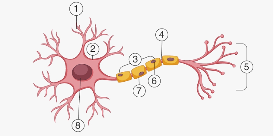 <p>Where is the axon located?</p>