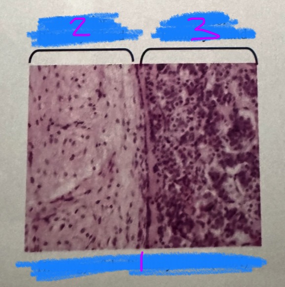<p>What is this an image of? (1) </p>