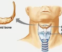 <p>a U-shaped bone in the neck that supports the tongue.</p>