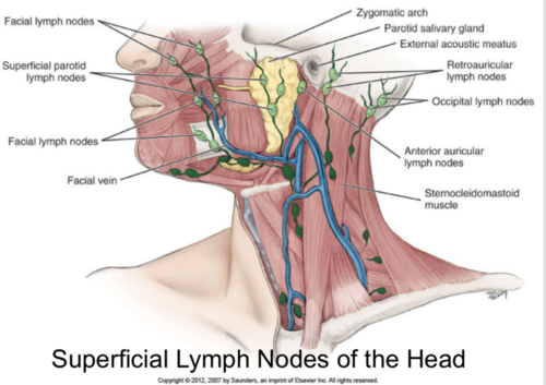 <p><span>superficial to the facial vein</span><br><span>close to the nose, upper lip area, and toward the angle of the mandible</span></p>