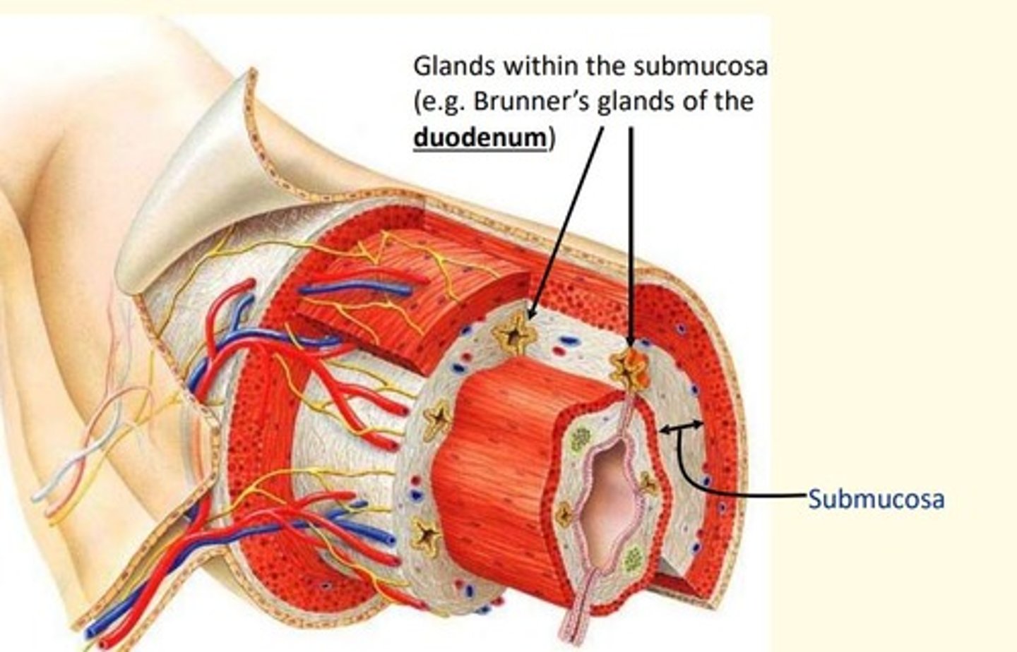 <p>Brunner's glands</p>