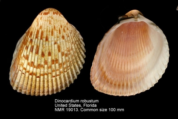 <p>Giant Atlantic Cockle</p><p></p>
