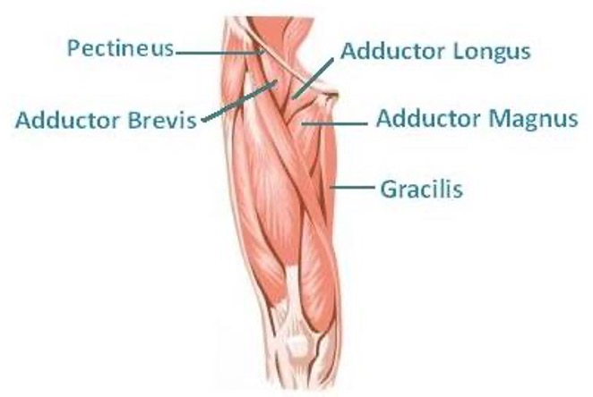 <p><strong><mark data-color="red">origin:</mark></strong><mark data-color="red"> pubis</mark></p><p><strong><mark data-color="red">insertion:</mark></strong><mark data-color="red"> femur</mark></p><p><strong><mark data-color="red">innervation:</mark></strong><mark data-color="red"> obturator nerve, L2-L4</mark></p><p><strong><mark data-color="red">action:</mark></strong><mark data-color="red"> -adduct thigh</mark></p><p><mark data-color="red">-some extend flexes thigh </mark></p>
