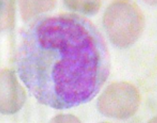 <p>Name the cell</p>
