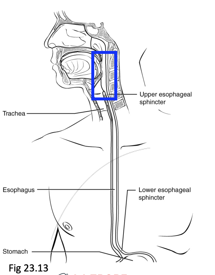 <ul><li><p><strong>Epiglottis</strong> shuts the trachea, allowing food to pass down the oesophagus</p><ul><li><p><strong>Food passes from the mouth into the oesophagus through <mark data-color="green" style="background-color: green; color: inherit">swallowing (deglutition)</mark></strong></p></li></ul></li><li><p>Skeletal muscles and mucus-producing glands are present in the pharynx</p></li><li><p>Upper oesophageal sphincter is at the lower end of the pharynx</p></li></ul><p></p>