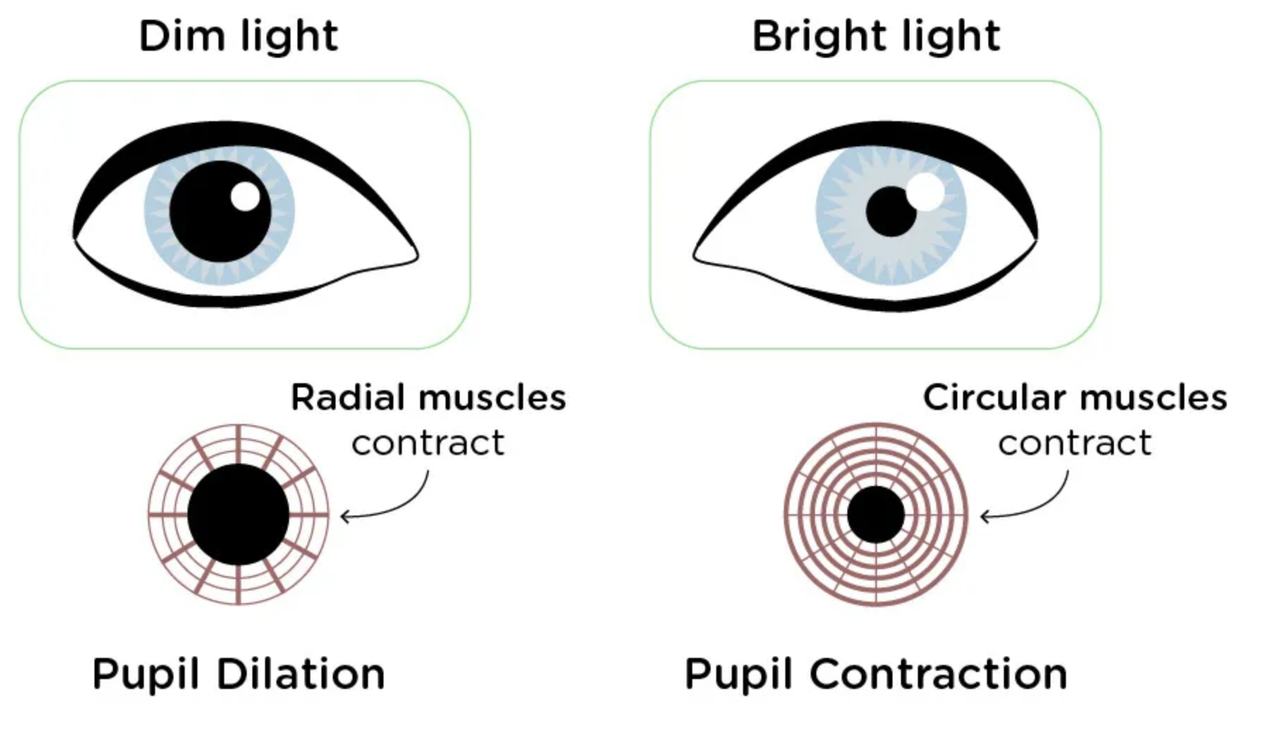 <p>Binocular cue</p><ul><li><p>things far away, eyes are relaxed</p></li><li><p>tings close to use, eyes contract</p></li></ul><p></p>