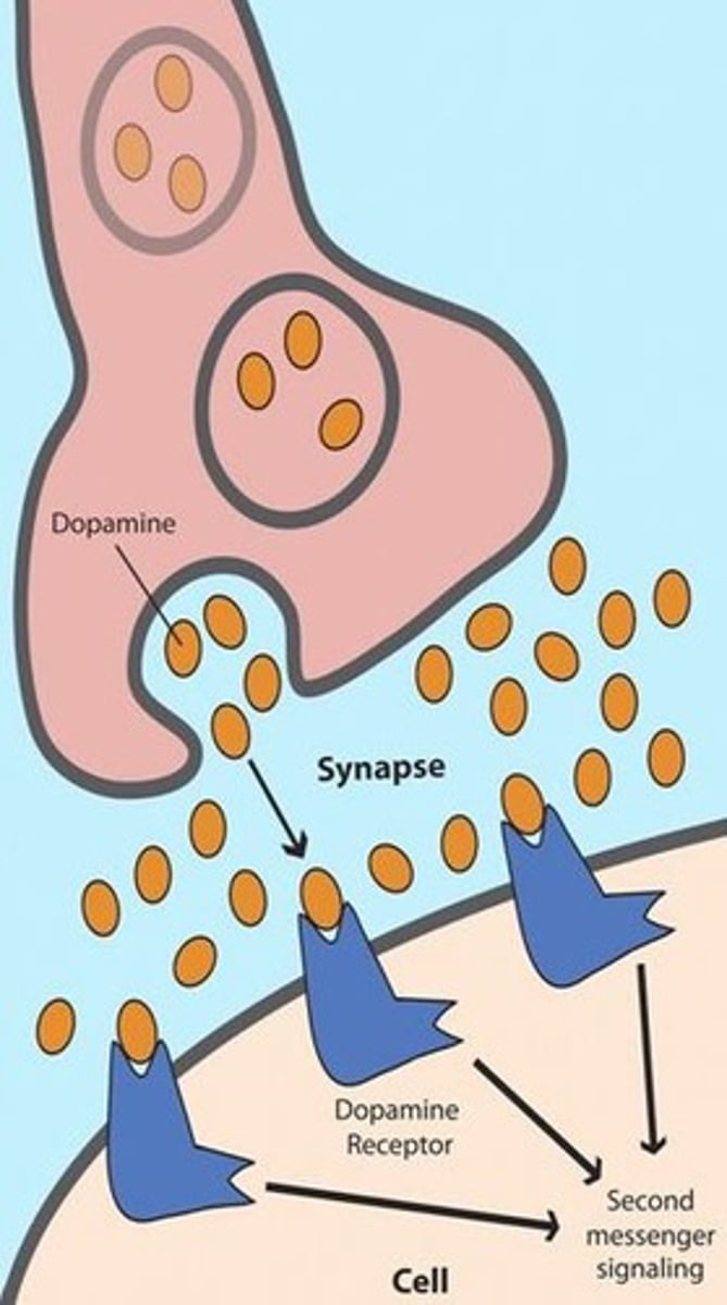 <p>Possible cause of schizophrenia suggest a biological link, such as imbalances with certain neurotransmitters</p>