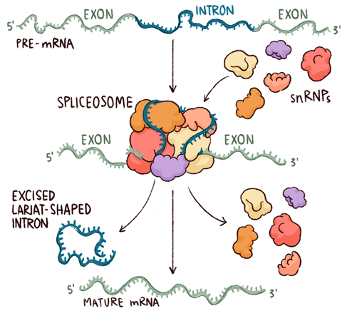 <p>A <strong>huge molecular machine</strong> that removes introns from pre-mRNA in <strong>eukaryotic cells</strong> — often described as looking like a <strong>"boxing glove"</strong> or <strong>"oven mitt."</strong></p><p class=""><strong>General Structure:</strong></p><ul><li><p class="">Made of <strong>&gt;150 proteins</strong></p></li><li><p class="">Contains <strong>5 small nuclear RNAs (snRNAs)</strong></p></li><li><p class="">Together, these form <strong>snRNPs</strong> (pronounced “snurps”):<br><strong>Small Nuclear RiboNuclear Proteins</strong></p></li></ul><p class=""><strong>snRNAs:</strong></p><ul><li><p class="">About <strong>100–300 nucleotides long</strong></p></li><li><p class="">Form complexes with proteins to help build the spliceosome</p></li></ul><p class=""><strong>Roles of snRNPs ("snurps"):</strong></p><ol><li><p class=""><strong>Recognize</strong> the <strong>5′ splice site</strong> and the <strong>branch point A</strong></p></li><li><p class=""><strong>Bring</strong> the splice sites <strong>together</strong> to set up the reaction</p></li><li><p class=""><strong>Catalyze</strong> (or help catalyze) the two <strong>cut-and-paste splicing reactions</strong></p></li></ol><p></p>