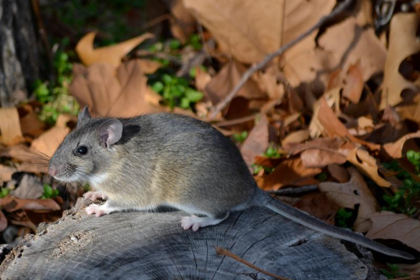 <p>Eastern Woodrat</p>