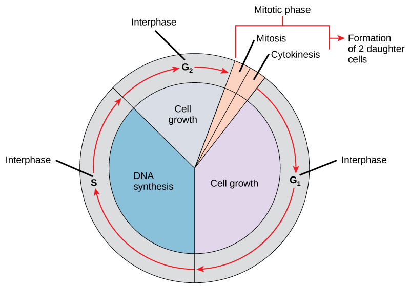<p>Divide one cell nucleus into two nuclei, distributing the duplicated chromosomes so that each daughter cell receives the same complement of chromosomes</p><ul><li><p>1 hour</p></li></ul><p>Controlled by </p><ul><li><p>External factors: environmental</p><p>conditions & signaling molecules.</p></li><li><p>Internal factors: Cell cycle control molecules and checkpoints,</p></li></ul><p></p>