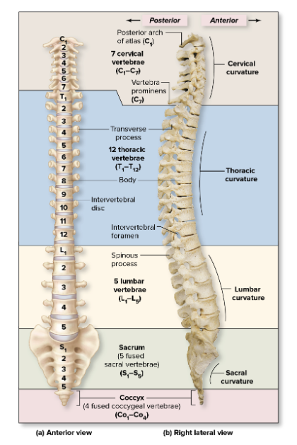 <ul><li><p>33 bones or 26 fused</p></li><li><p>4 curvatures</p><ol><li><p>Cervical (7)</p></li><li><p>Thoracic (12) <strong>(Primary)</strong></p></li><li><p>Lumbar (5)</p></li><li><p>Sacrum fused (5)</p></li><li><p>Coccyx fused (4) &nbsp;<strong>(Primary)</strong></p></li></ol></li></ul><p></p>