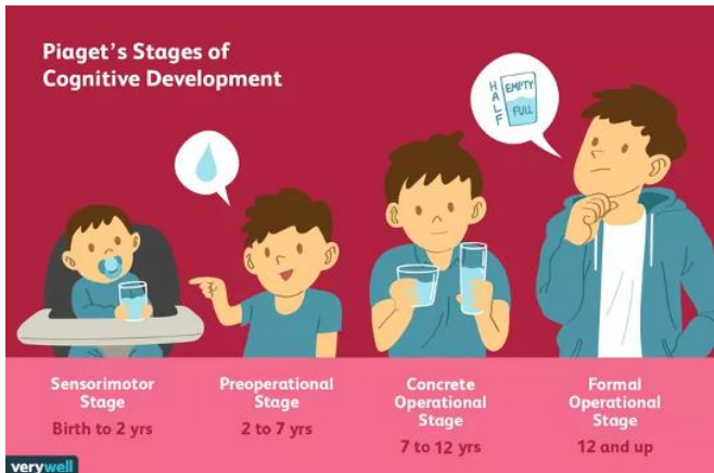 <ul><li><p>Four stages of cognitive development:</p><ul><li><p>sensorimotor stage</p></li><li><p>preoperational stage</p></li><li><p>concrete operational stage</p></li><li><p>formal operational stage</p></li></ul></li></ul><p></p>