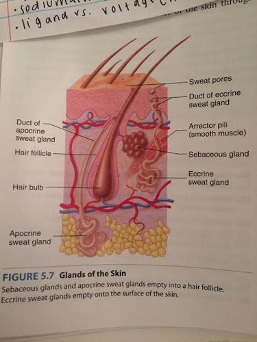 <p>1. sebaceous gland</p><p>-empty into a hair follicle</p><p>2. sweat gland (sudoriferous)</p><p>-eccrine sweat gland- open directly onto the surface of the skin through sweat pores</p><p>-apocrine sweat gland- empty into a hair follicle</p>