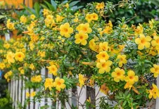 <p>Yellow Allamanda, Canario </p>