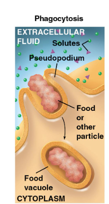 <p>“cellular eating” - cell engulfs another food/particle </p><ul><li><p>food digestion </p></li></ul><p></p>