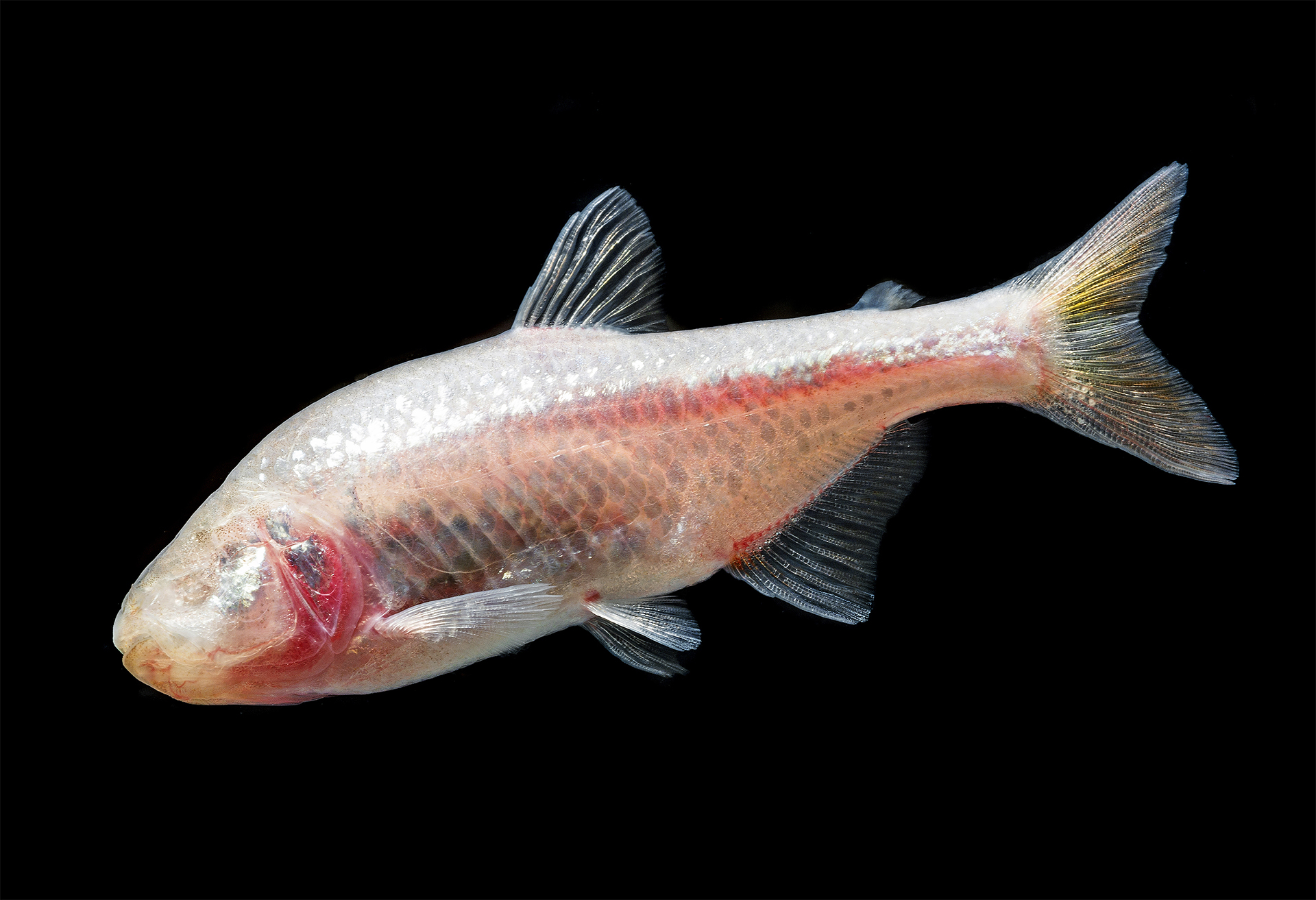 <p>big teeth, small adipose fin</p>
