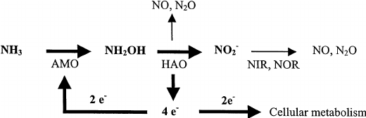 <p>ammonia → nitrite → nitrate</p>