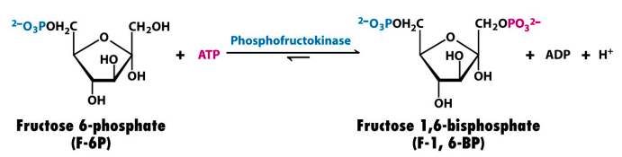 fructose 6-phosphate to fructose 1,6-bisphosphate
