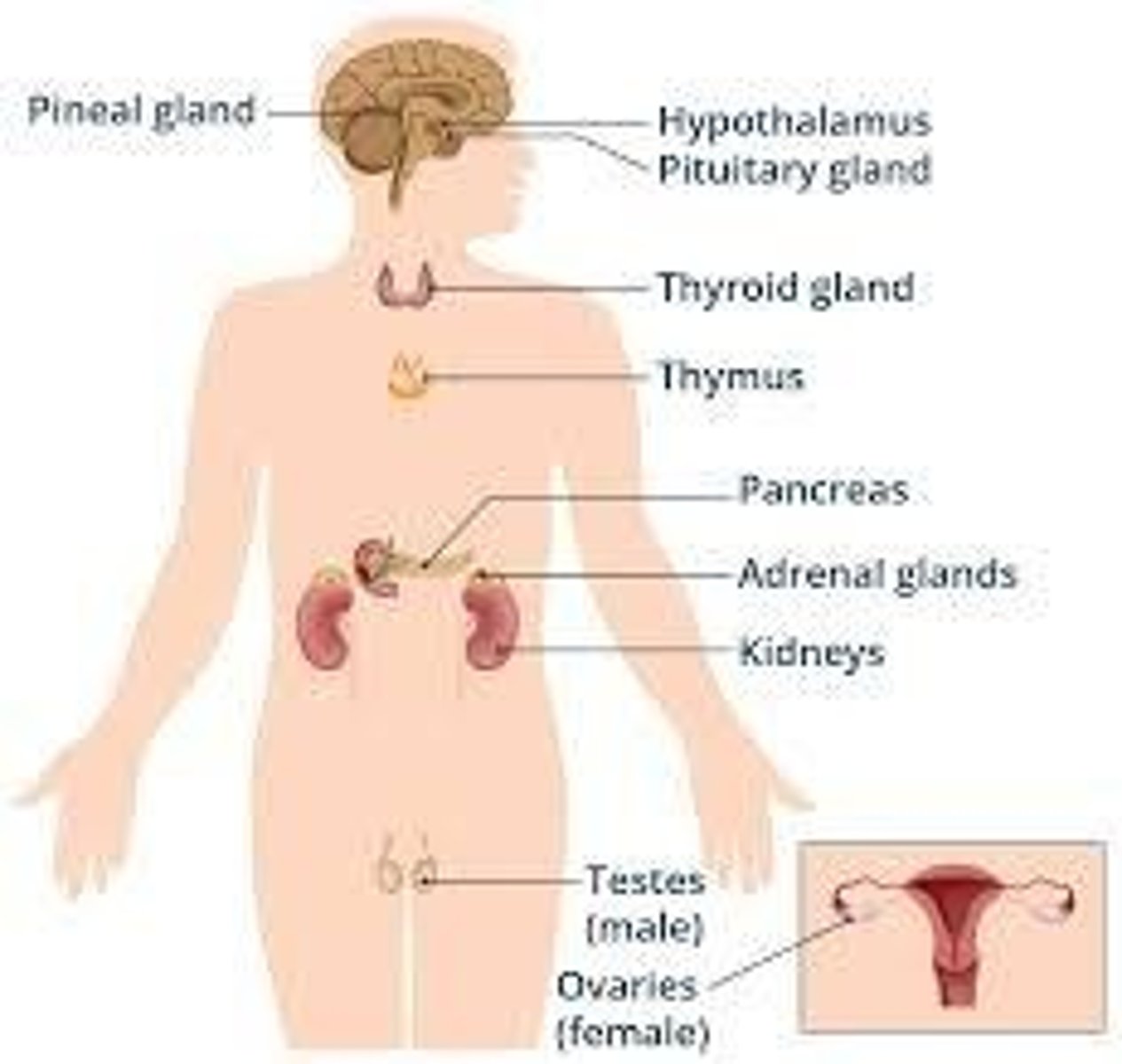 <p>Pituitary gland - growth hormone (GH), ACTH; Thyroid gland - thyroxine (T4), triiodothyronine (T3); Adrenal glands - cortisol, adrenaline; Pancreas (endocrine part) - insulin, glucagon; Ovaries/Testes - estrogen, testosterone.</p>