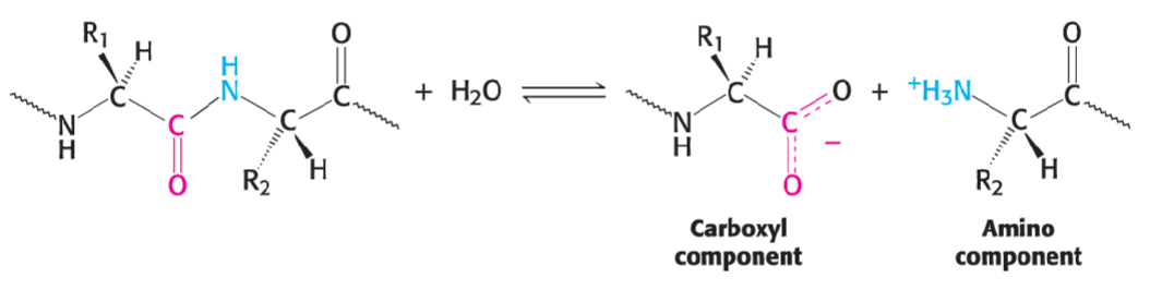 * water is an excellent nucleophile and can participate in hydrolysis and condensation rxns
* depending on how macromolecules fold, rxns could be prevented from occurring but maximizing # of interactions of hydrophilic func groups w/ H2O for solubility