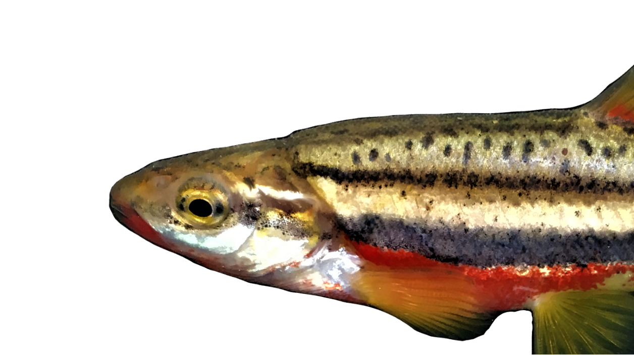 <p><span>-2 Lateral stripes</span></p><p style="text-align: left;"><span>-8 Anal fin rays</span></p><p style="text-align: left;"><span>-Small scales</span></p>