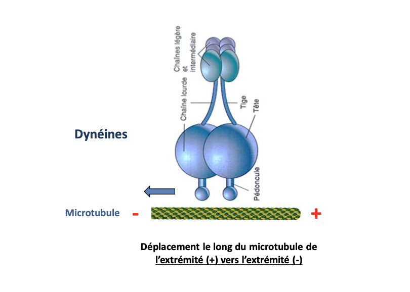 <p></p><ul><li><p><strong>Type :</strong> Protéine motrice</p></li><li><p><strong>Filament :</strong> Microtubules</p></li><li><p><strong>Fonction :</strong> Transport rétrograde vers l’extrémité − et mouvement des cils/flagelles</p></li></ul><p></p>