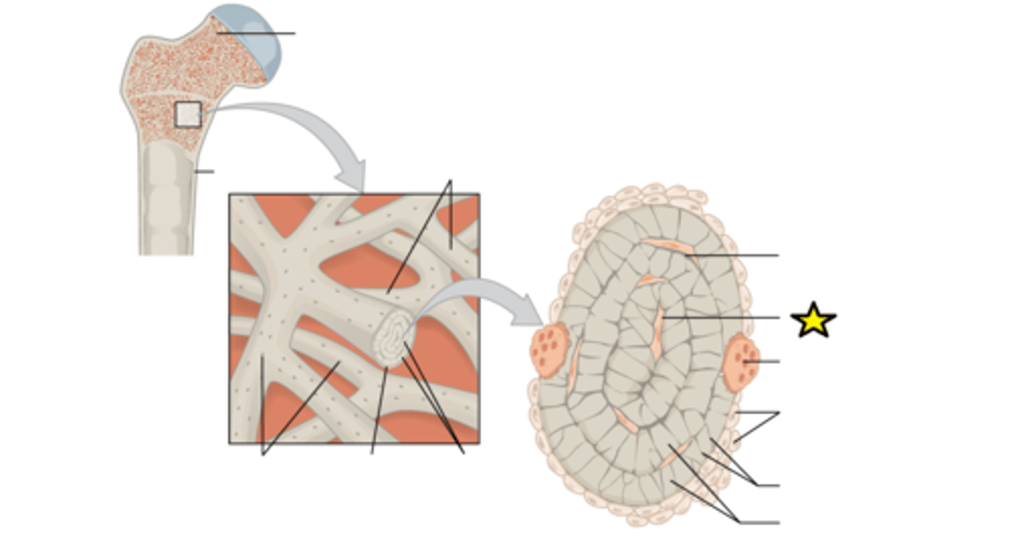 <p>Mature bone cell</p>