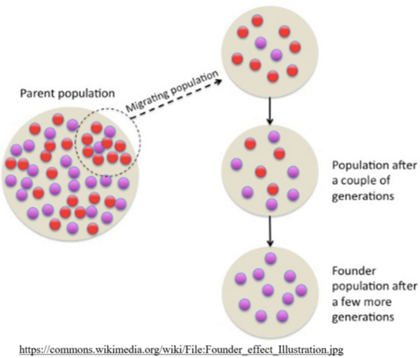 <p>a small portion of a population migrates to a new location, altering the allele frequency of the ensuing population in that new location</p>