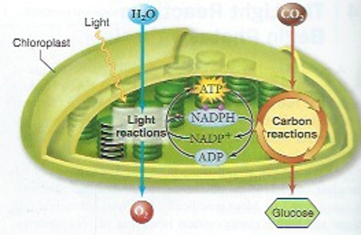 <p>In photosynthesis, the major electron carrier involved in electron transport. 'uncharged' version which is recycled and sent back to the light reaction</p>