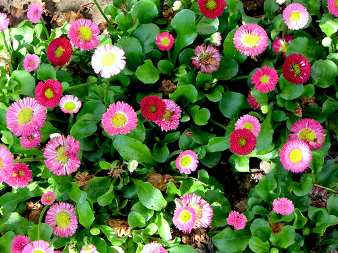 <p>stokrotka pospolita (kwietniki wiosenne, rabata, skrzynki, doniczki, cięty)</p>