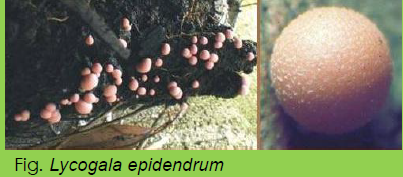 <p>Importancia ecológica, como parte de la cadena alimenticia.</p><p>✓Son utilizados en investigación biológica, por ser el plasmodio una "célula gigante“.</p><p>✓Las grandes transformaciones que ocurren en su ciclo de vida hace que estos organismos sean apropiados para el estudio del crecimiento y diferenciación celular, vinculado con investigaciones sobre el cáncer (Stephenson &amp; Stempen, 1994).</p><p>✓Algunos autores registran algunas especies como comestibles.</p><p>✓Los cuerpos fructíferos jóvenes son consumidos preferentemente fritos por los campesinos e indígenas en regiones de México, ejm. Reticularia lycoperdon (nombre común: caca de luna)</p><p>✓<strong>Lycogala epidendrum </strong>es utilizada en la medicina tradicional china en aplicaciones externas por sus p<strong>ropiedades antiinflamatorias de las mucosas</strong> (Moreno et al. 2001).</p>
