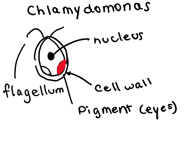 <p>Unicellular</p><p>2 Flagella</p><p>Stagnant water, damp soil, fresh + salt water, snow</p><p>2 Nucleus inside chloroplast</p><p>2 Small vacuoles remove waste</p><p>Red pigment spot (eyes) detect light</p>
