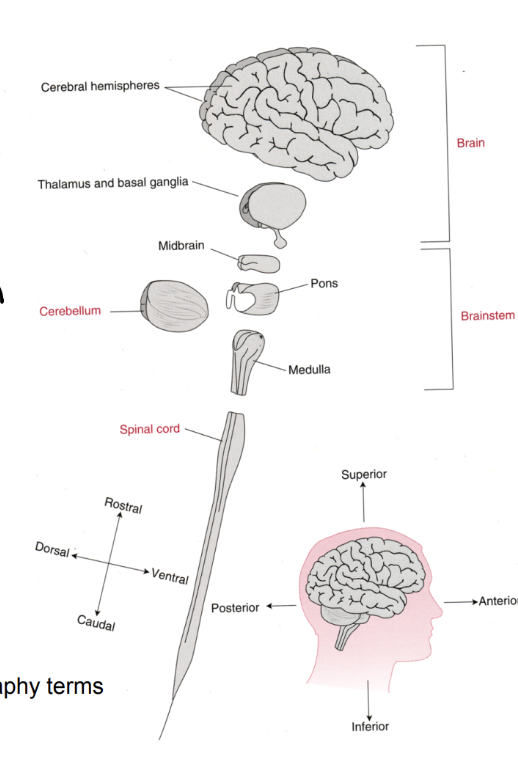 <p>Cerebral Hemispheres (cortex)</p><p>Thalamus and basal ganglia (subcortical)</p><p>Brainstem (midbrain, pons, and medulla)</p><p>Cerebellum</p><p>Spinal Cord</p>