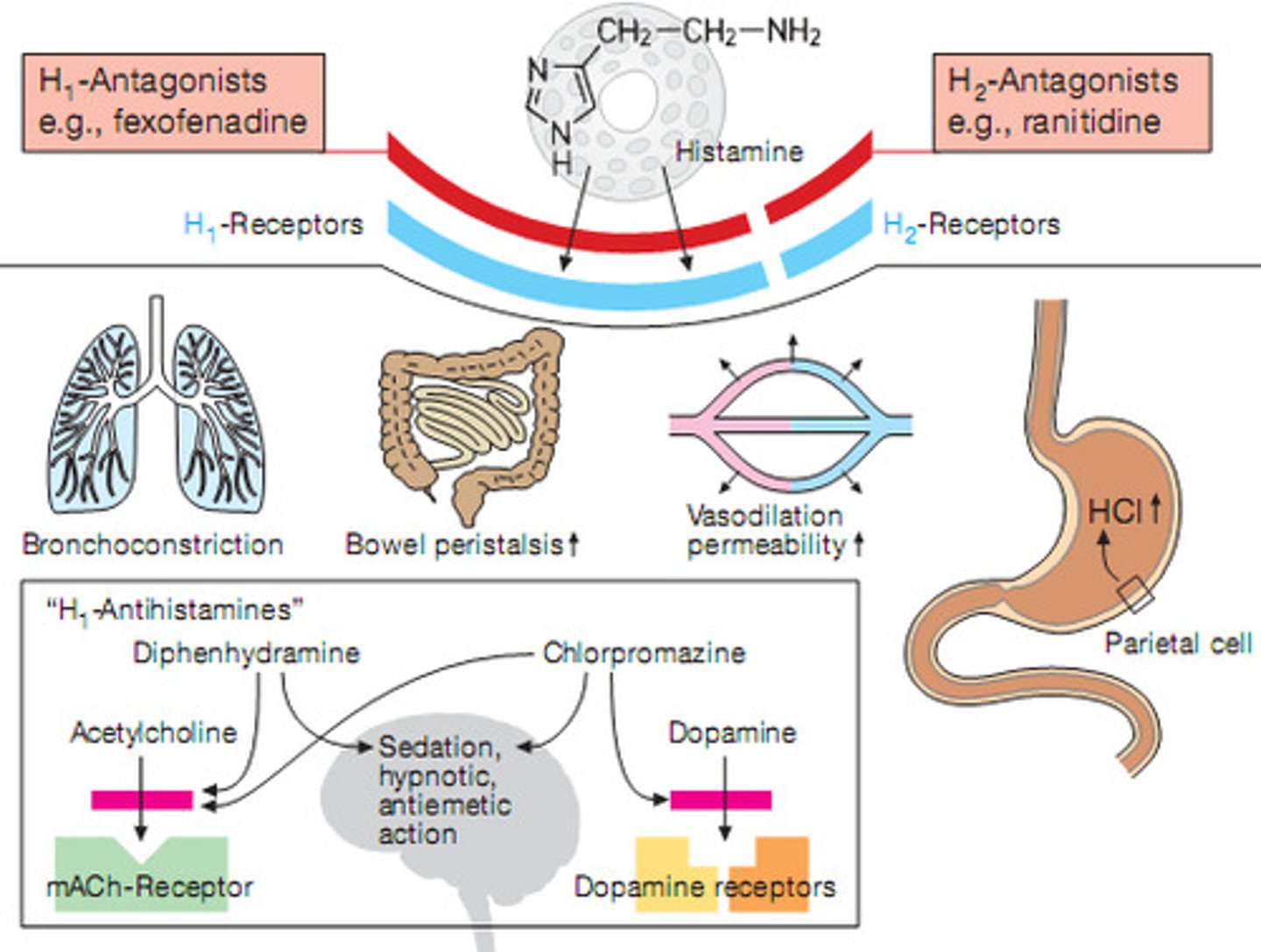 <p>a white blood cell secretion that triggers capillary permeability and vasodilation.</p>